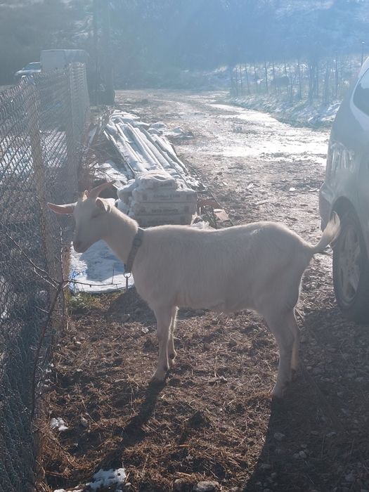 Коза ББМ / Goat BBM