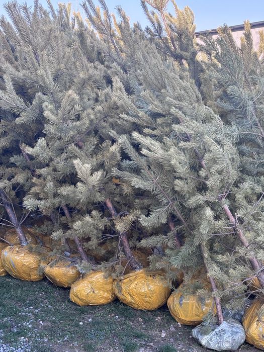 Сосна сатылады..