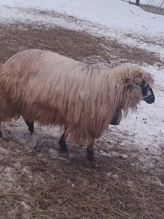 De vânzare 3 oi a făra