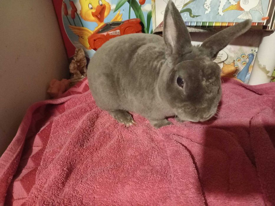 Iepuras REX Pitic Iepure de Companie