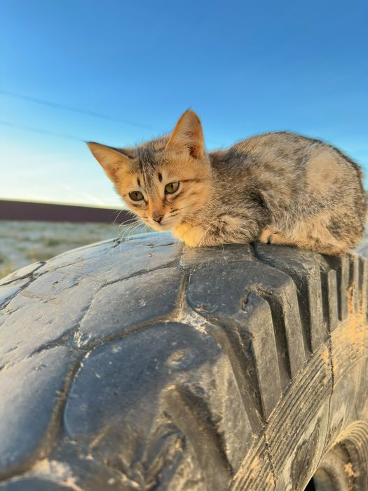 Котюнок хороший и дам с даром