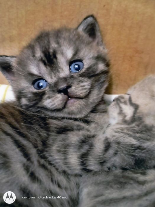 Продам шотландских котят