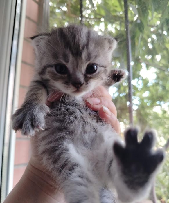 Продам котят шотландских