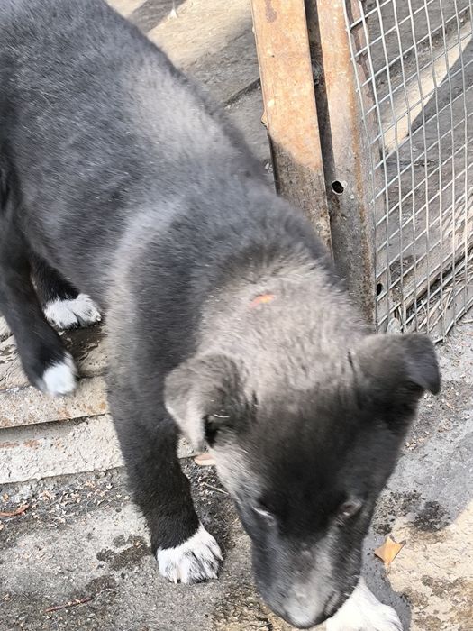 Отдам щенка девочка