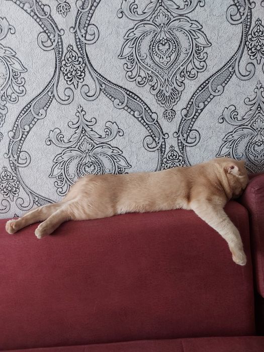 Отдам кота в добрые руки