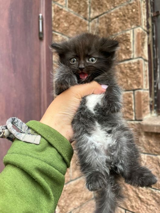 Отдам в хорошие руки.