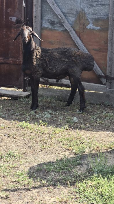 Срочно продам кошкар