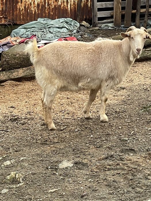 Продавам минало годишно женско  яре