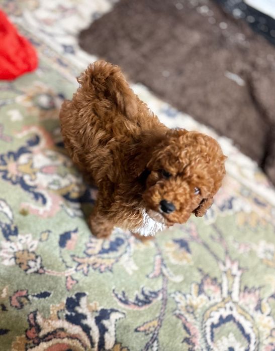 Продавам пудел порода той