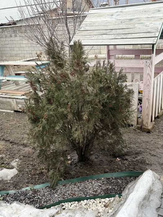 Елка Ель Туя книжка