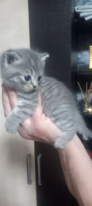 Шотландская малышка