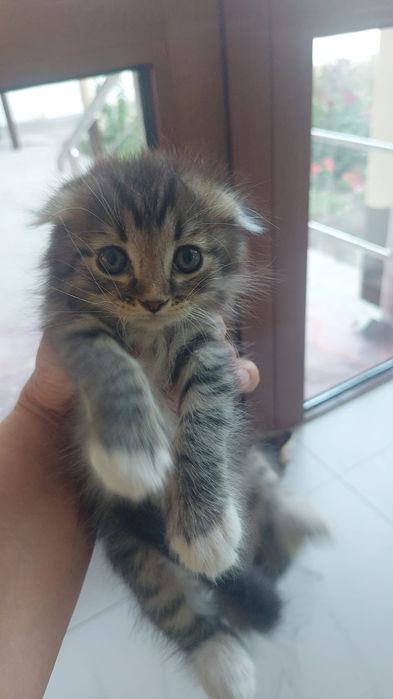 Котята породистые