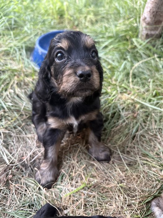 Продаются щенята спаниэль остались трое. Spaniel itlari sotiladi 3qoli