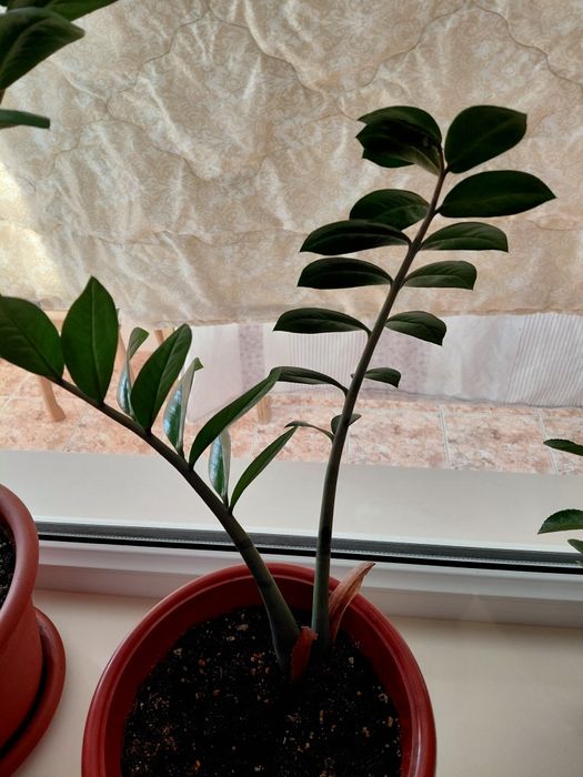 Продам замиакулькас