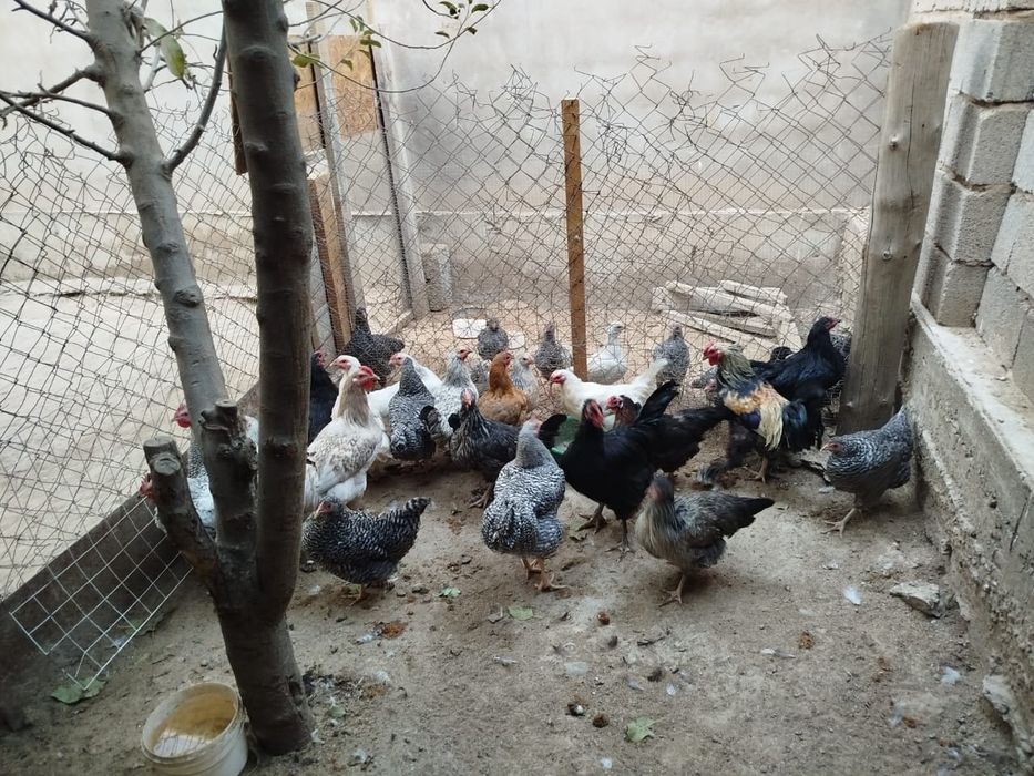 Продаются куры оптом