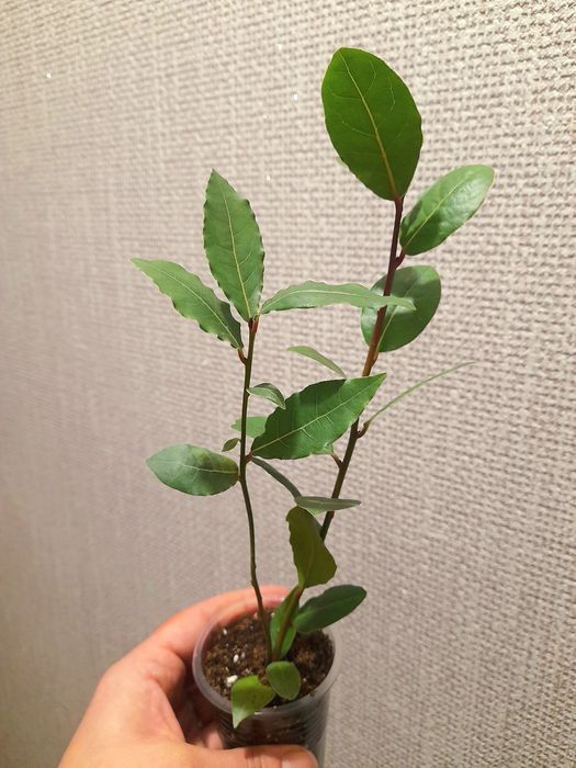 Продам Филодендрон Пинк бикини