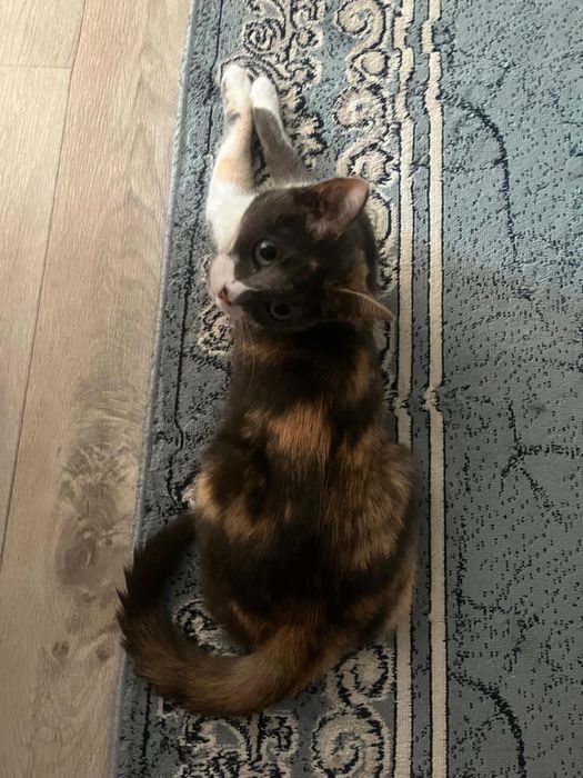 Кошка стрерилизованный