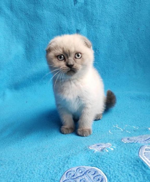 Шикарные шотландские котята