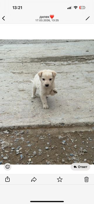 Щенки / Күшік бесплатно