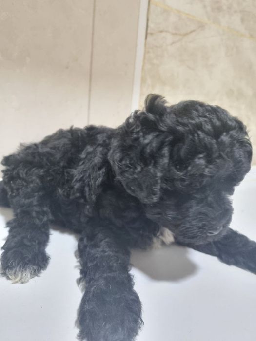 Милые шетки  пулеля.