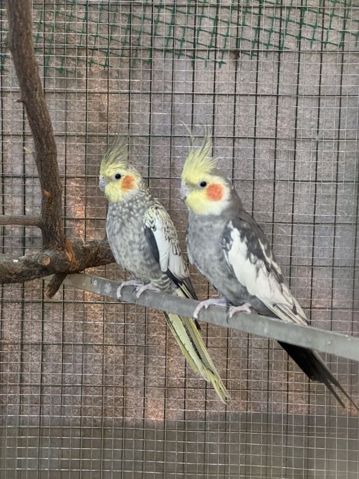 Корелла попугай местный