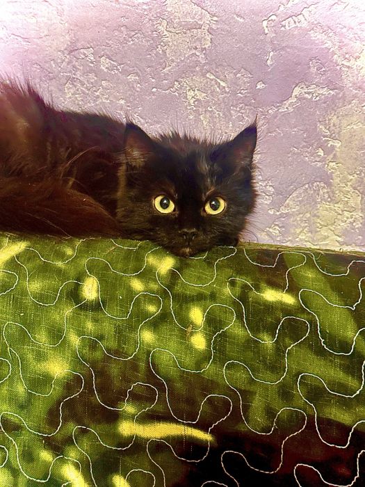 Отдам в хорошие ручки,, черную киску— девочка 2 месяца,, в