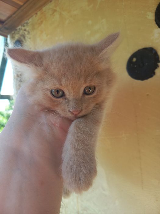 Котенок мальчик персикого цвета, пушистый