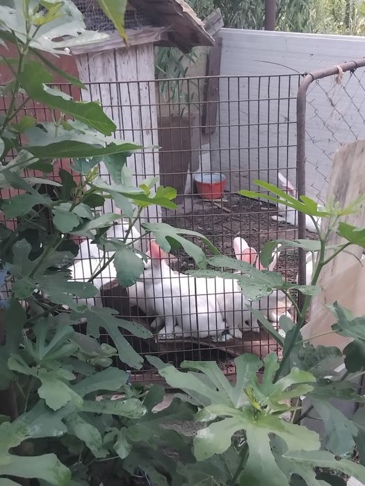8 puiuți împreună cu mama lor cauta casa nouă!