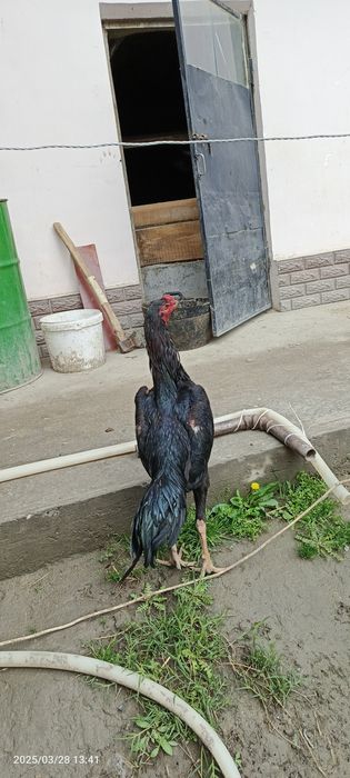 Para sotiladi qoravoylar