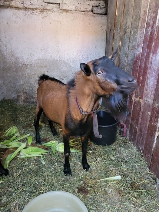 Vând tap alpin francez, ciut genetic, de 2 ani jumate!