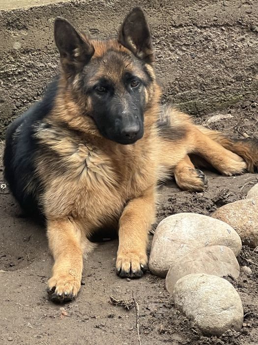 Проодам немецкую овчарку