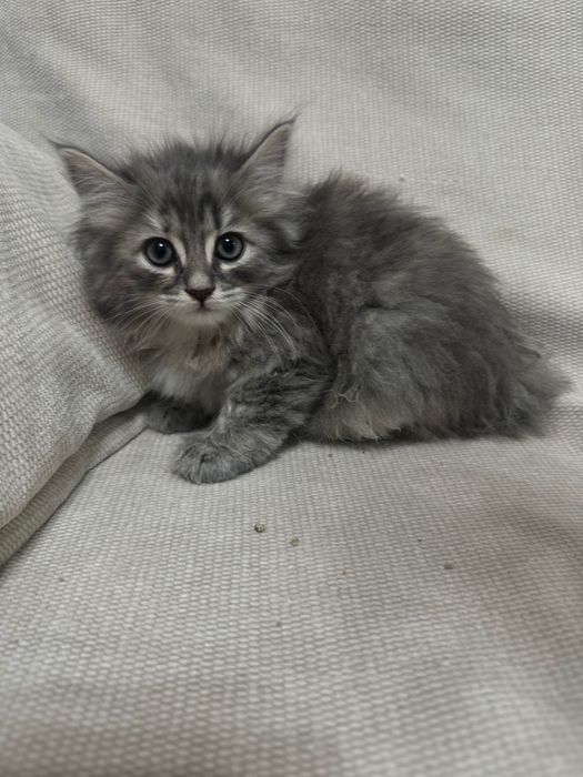 Отдаем чудесных котят