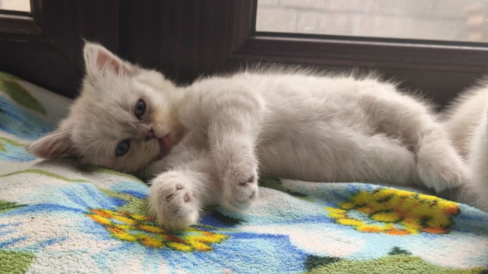Шотландскик котята