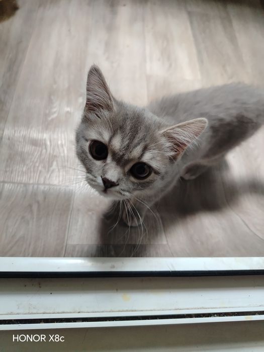 Котенок короткошерстный