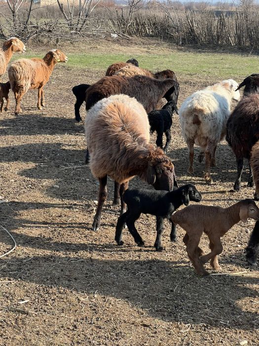 Бараны с барашками