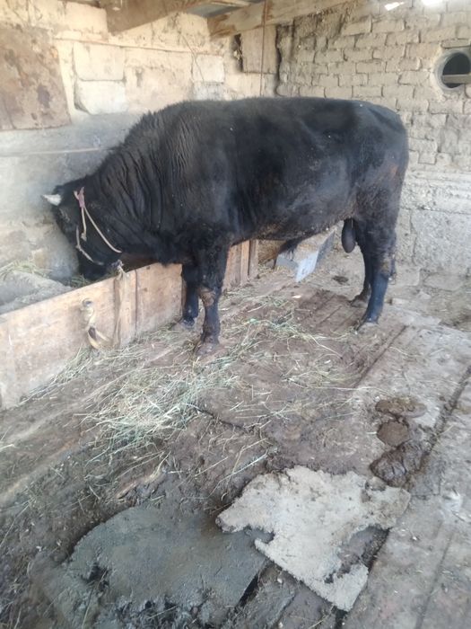 Огиз 2 жасар жемде турган