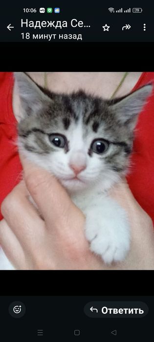 Отдаю бесплатно кошку