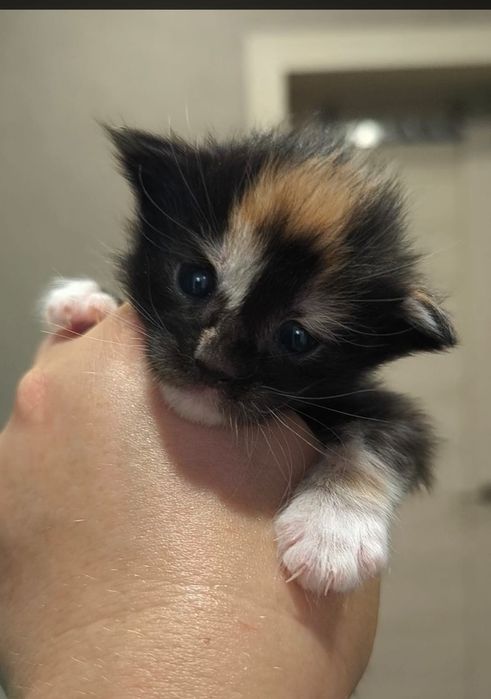 Котята породы Мейн Кун