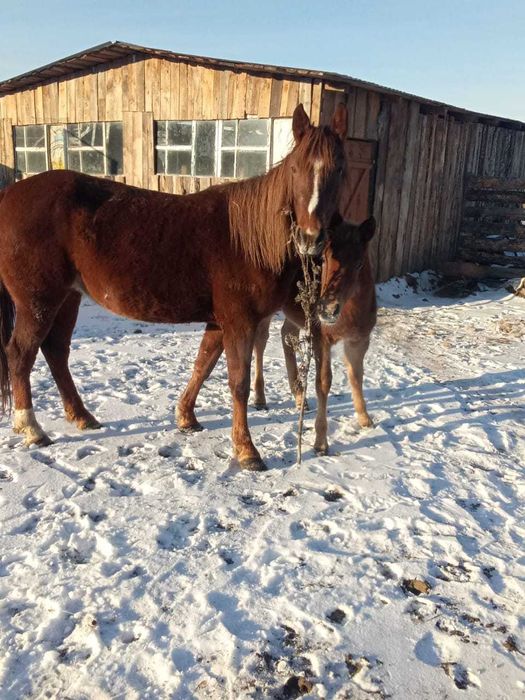 Продам или обменяю молодую кобылу