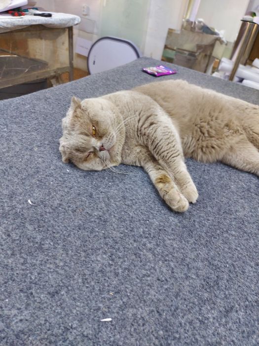 Вязка. Шотландский вислоухий кот.