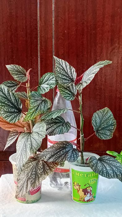 Продам  бегонии, золотой ус