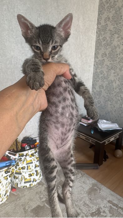 Девон рекс котята
