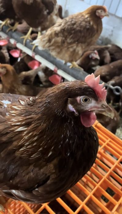 Куры Несушки Ломан Браун