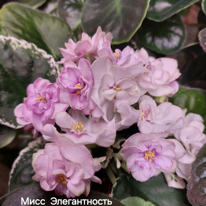 Комнатная фиалка