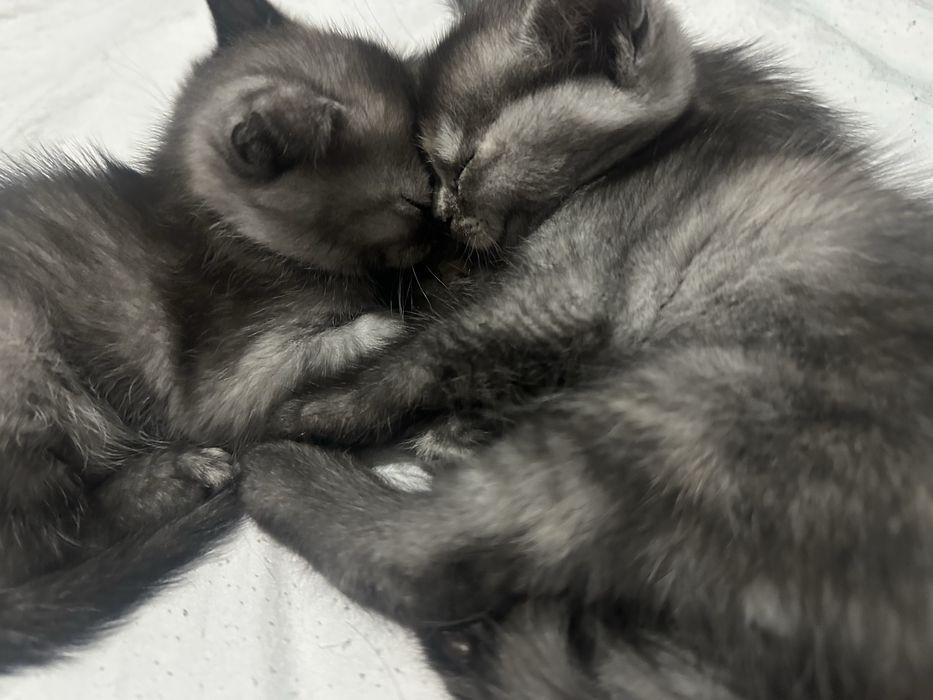 Scotish strayt (onasi fold-otasi shinshila)