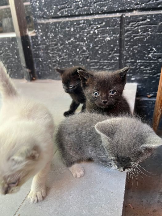 Отдам кошек в надежные руки