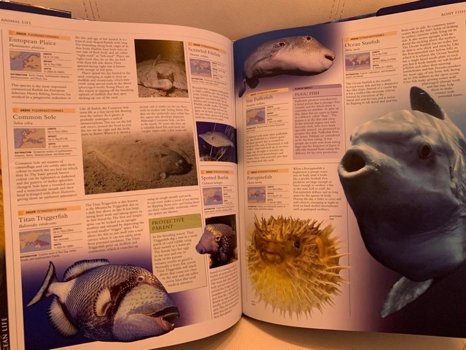 Enciclopedie scolara album  Ocean/ Oceane  editura DK