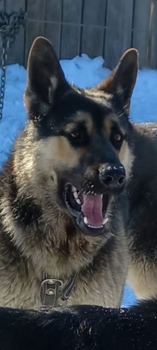 Щенки авчарки ВЕО