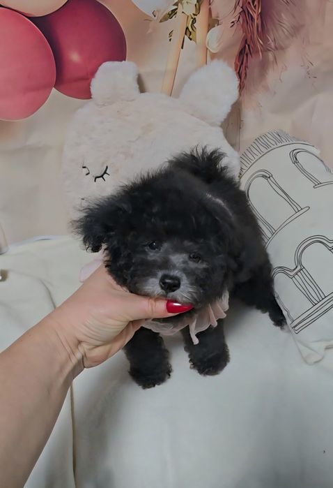 Сребърен женски пудел той с родословие 5 поколения назад