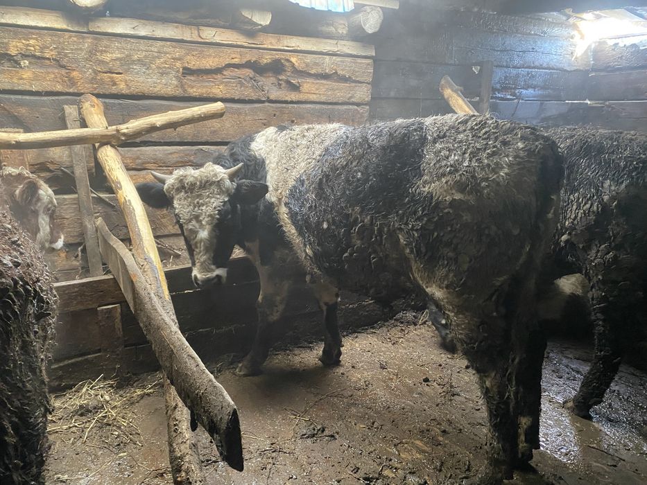 Продам бычка на откорме